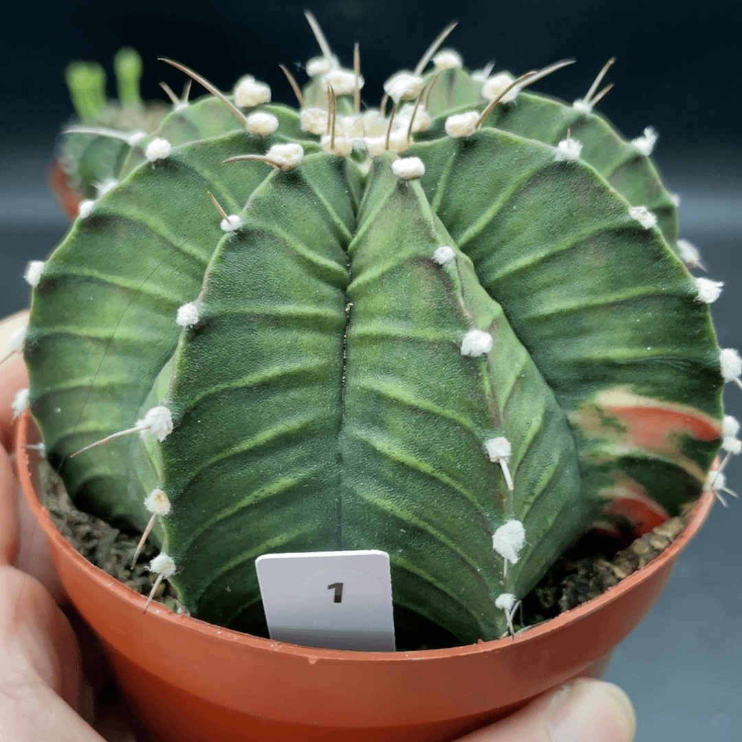 玖玩堂潮流植物肋骨锦