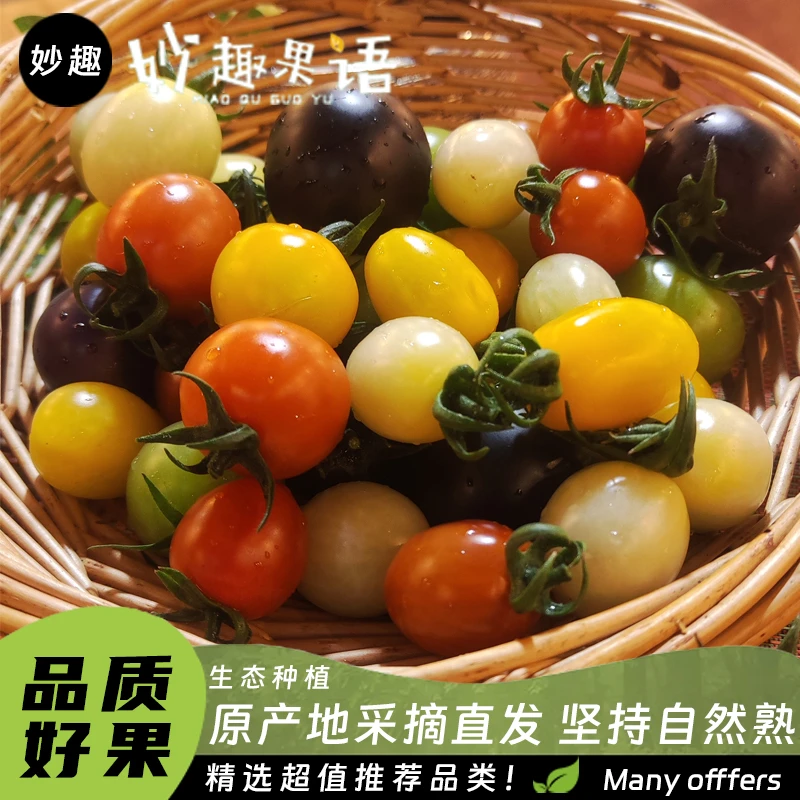 【顺丰包邮】云南新鲜采摘七彩小番茄酸甜多汁