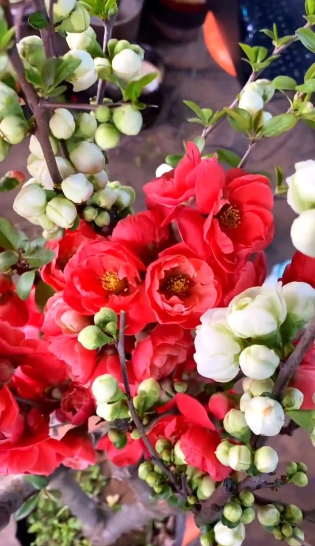 （一树双色）海棠花两个品种