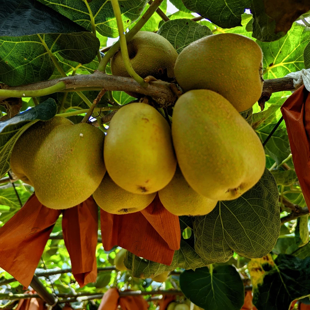 云南高山红心猕猴桃，薄皮多汁清甜，新鲜水果，新鲜采摘！