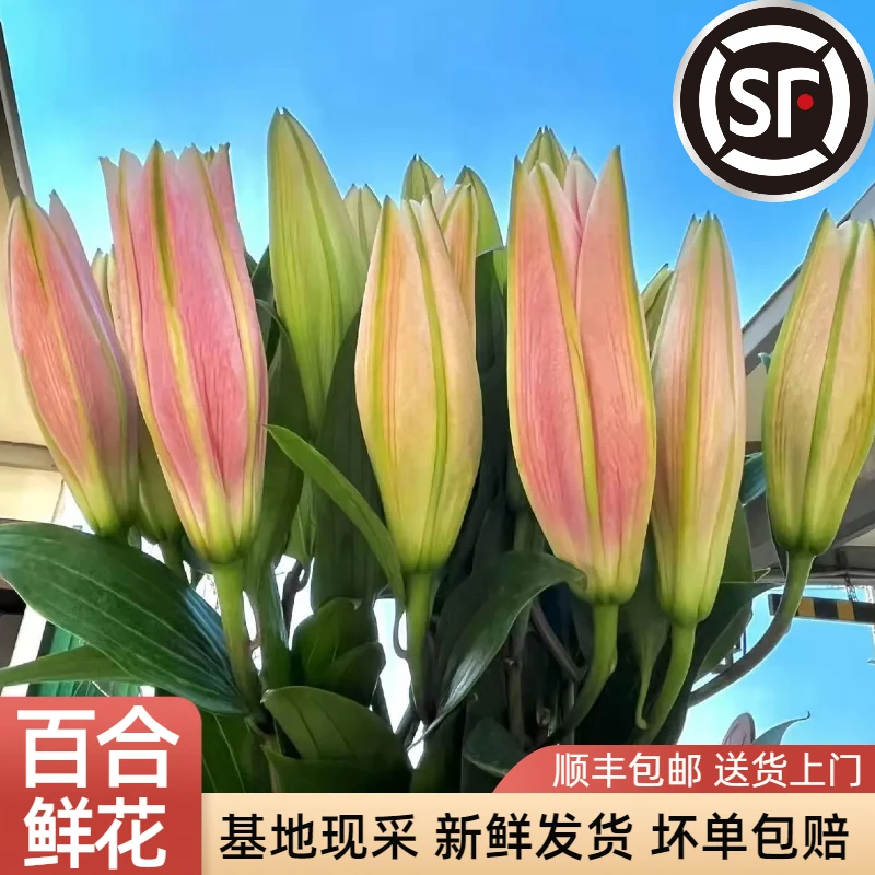 【顺丰包邮】香水百合 水养鲜花 基地直发插花粉色红色黄色开花新鲜