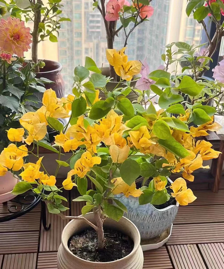 鲜花三角梅加州黄金，黄色系列