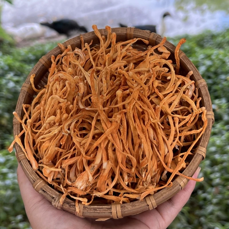 虫草花 无硫磺排草煲汤 50克