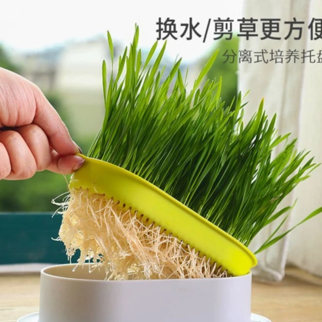 懒人猫草无土水培猫咪草化毛排毛神器吐毛草盆栽猫草种子培育盒盘