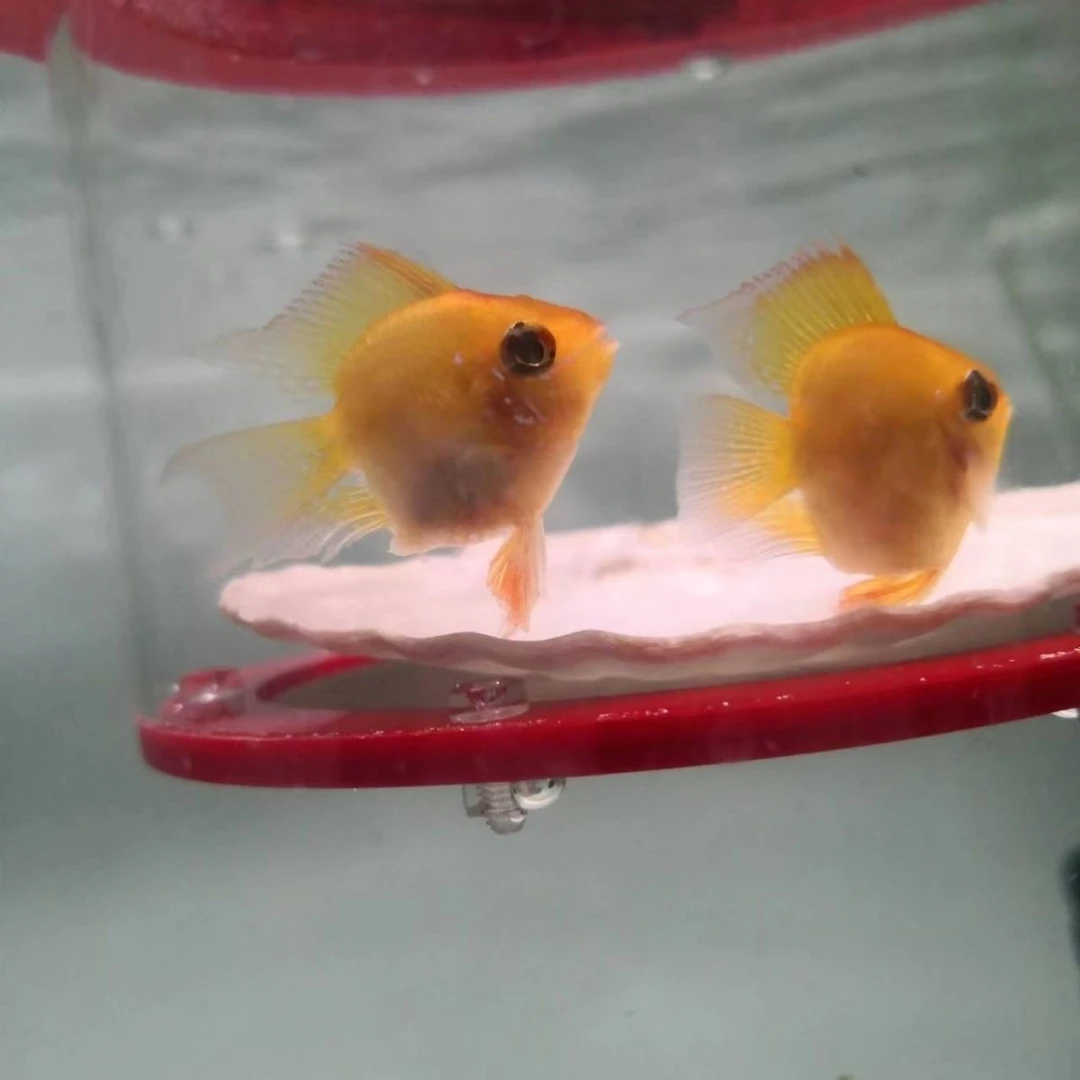 精选种鱼长尾桃心金波子4条小型热带鱼观赏鱼