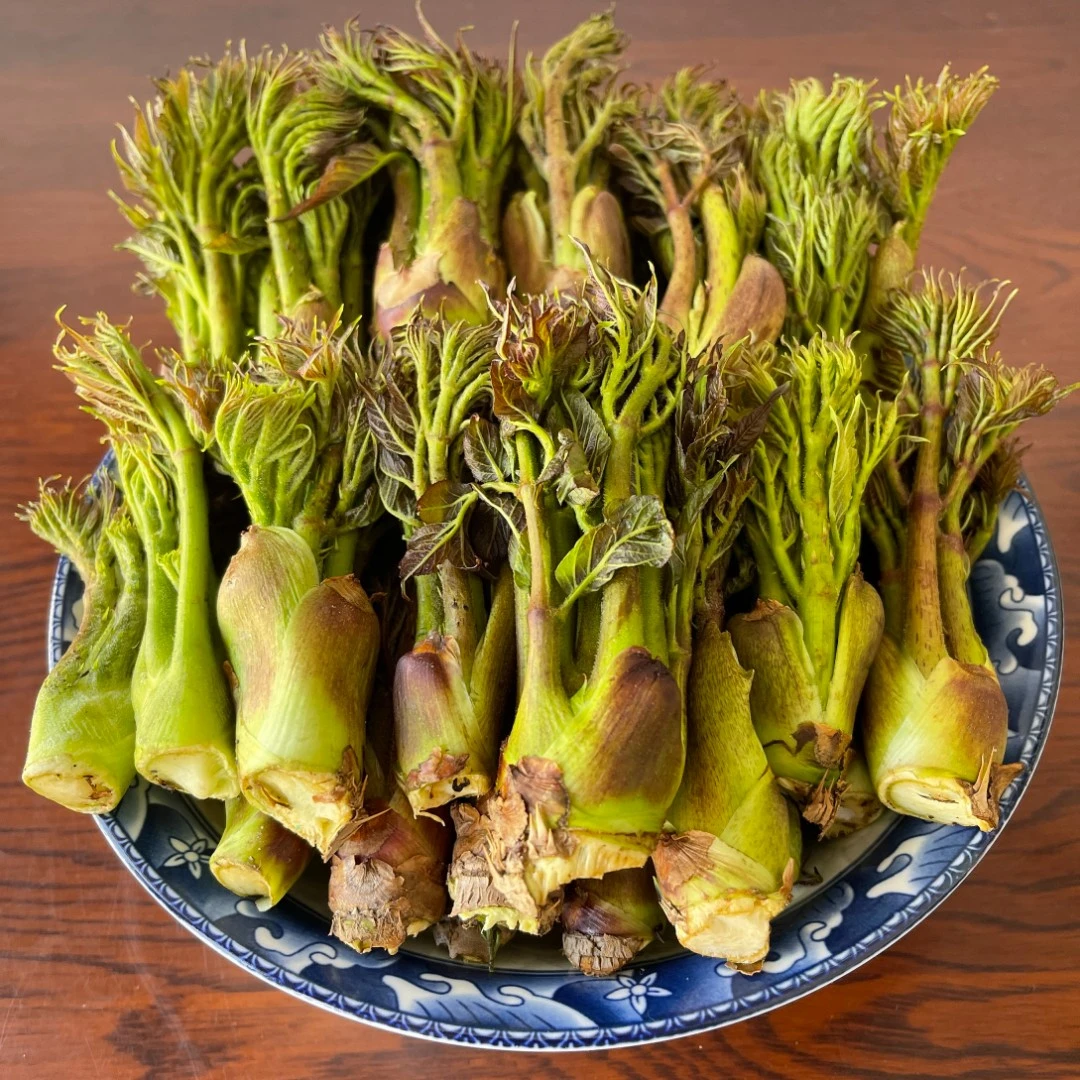 刺嫩芽新鲜山野速冻刺老芽山菜一斤装包邮当年新货新鲜发货