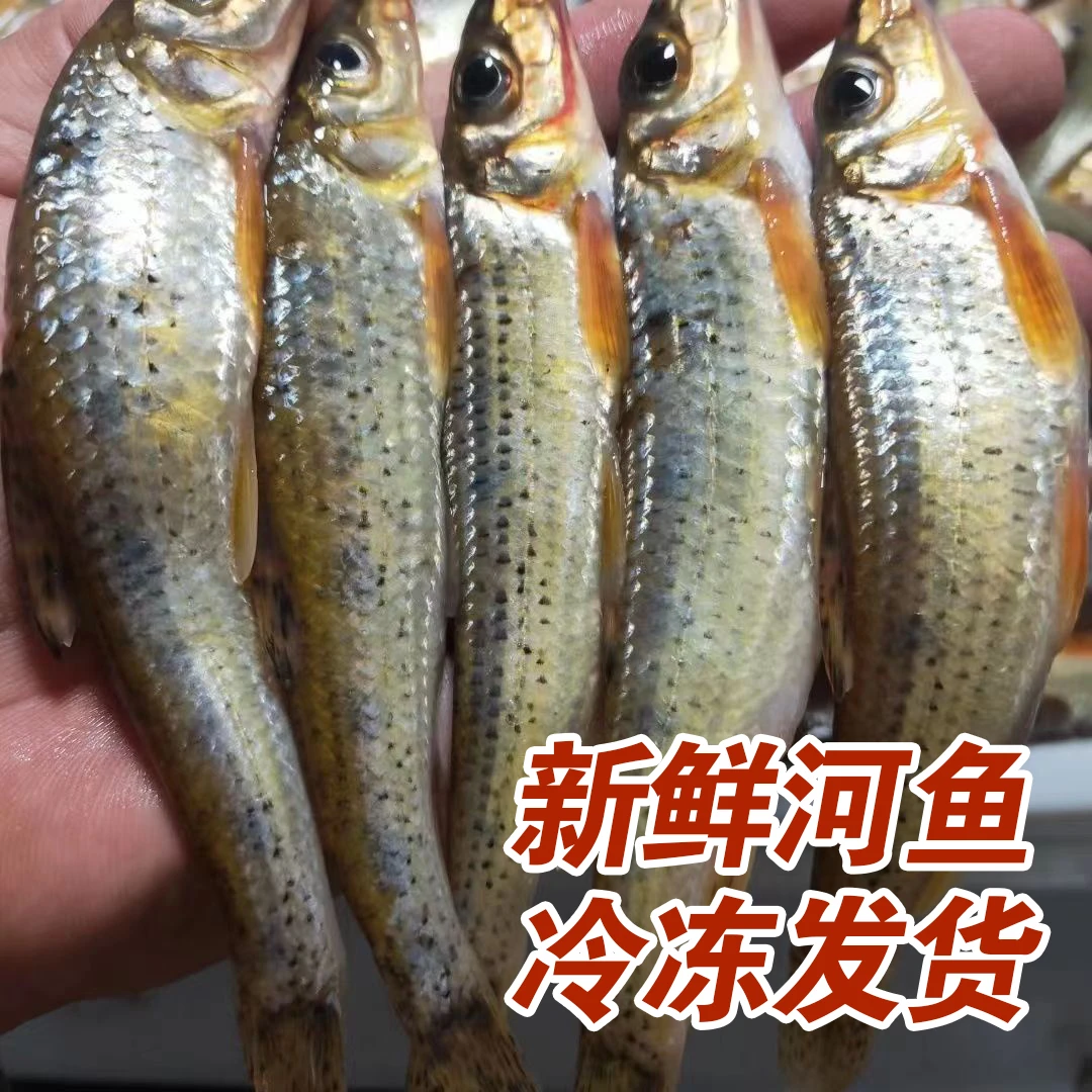 河鱼现抓现冻活速冻去内脏500g