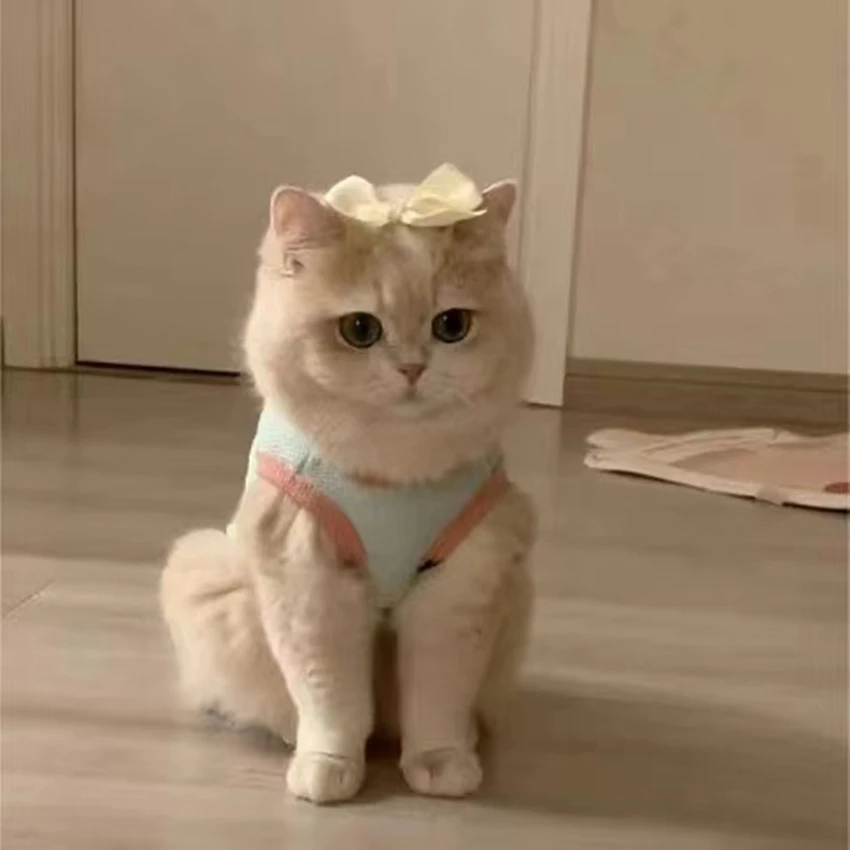 猫咪衣服薄款背心手工幼猫衣服小型幼犬猫咪衣服小猫衣服猫猫衣服
