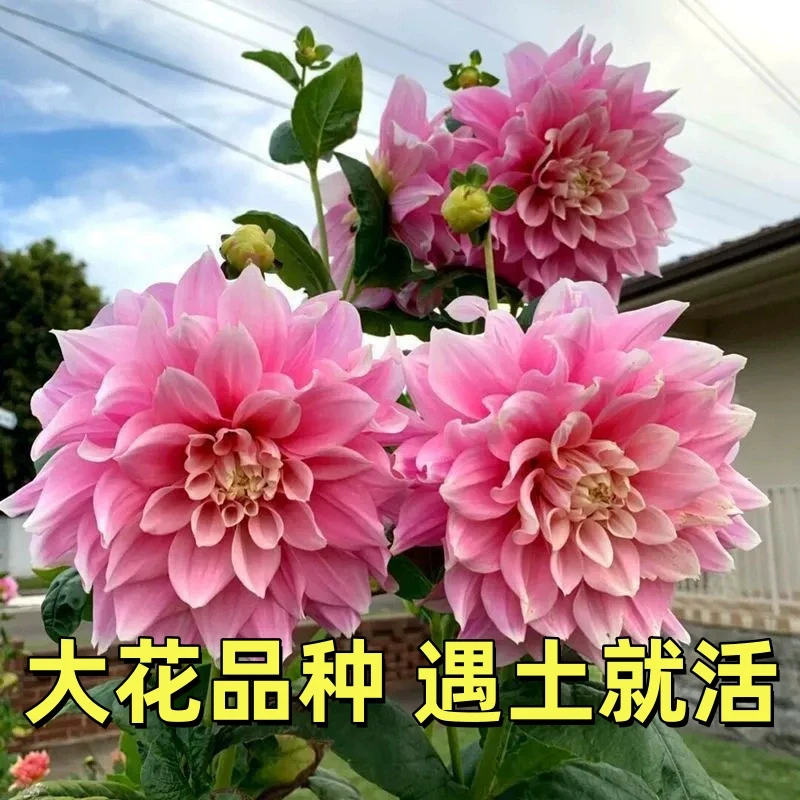 重瓣大丽花种球耐寒大花瓣室内外阳台多年生植物四季易活开花不断