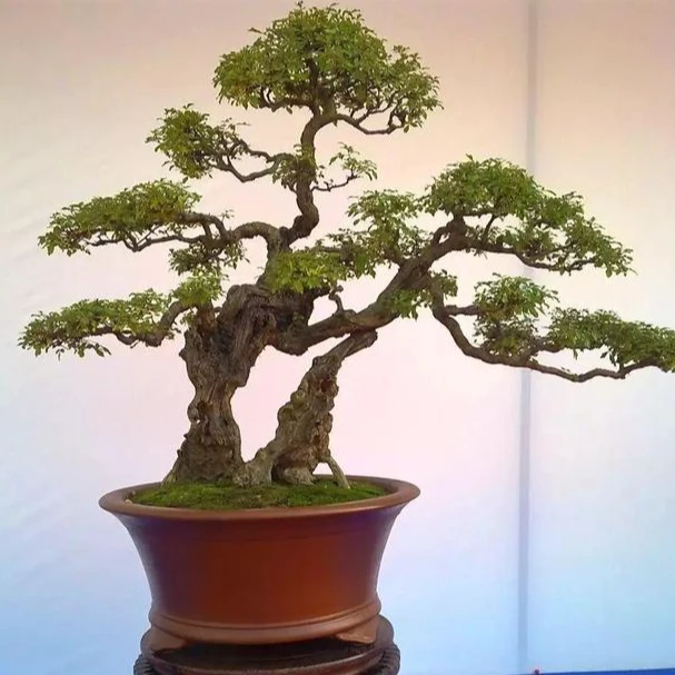 黄荆盆景（图片仅供展示，以下单实物为准）