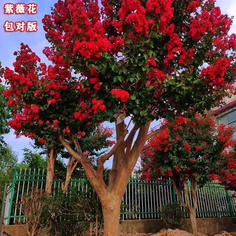 红火箭紫薇百丽紫薇川红百日红别墅庭院种植爬藤花卉