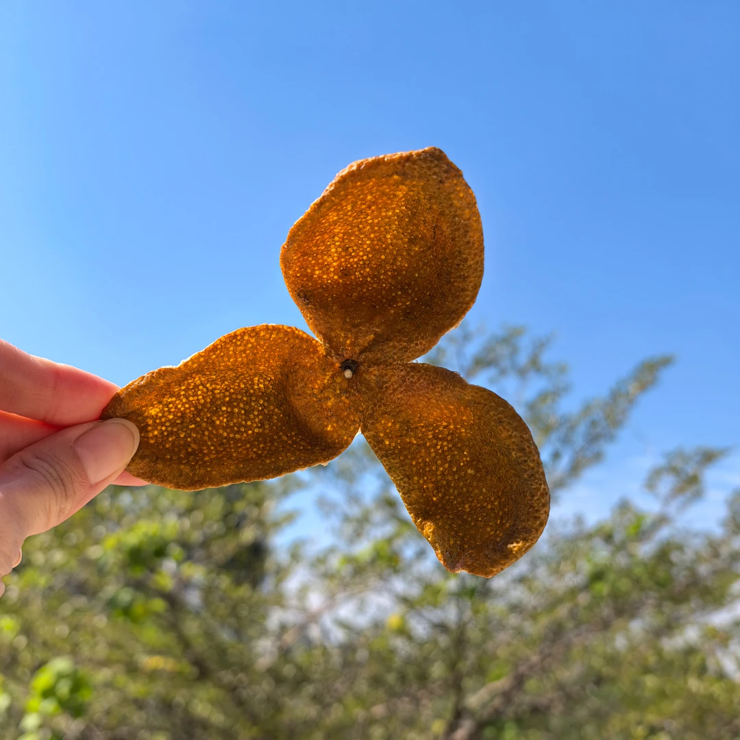 正宗新会陈皮2024梅江圈枝大红皮农户皮自产自销