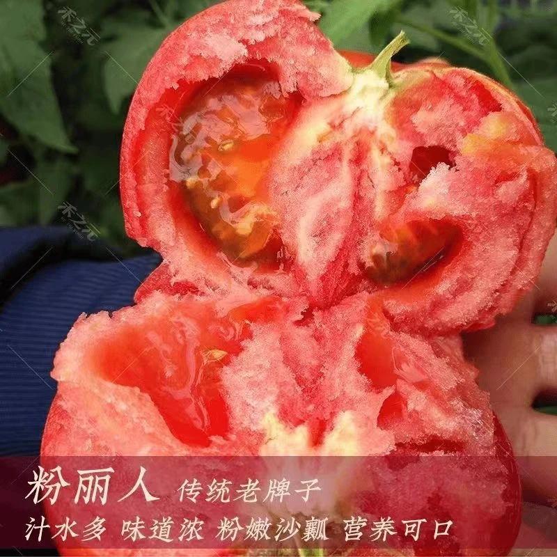L（树上熟）严选云南高山露天种植沙瓤西红柿番茄当季新鲜蔬菜5斤