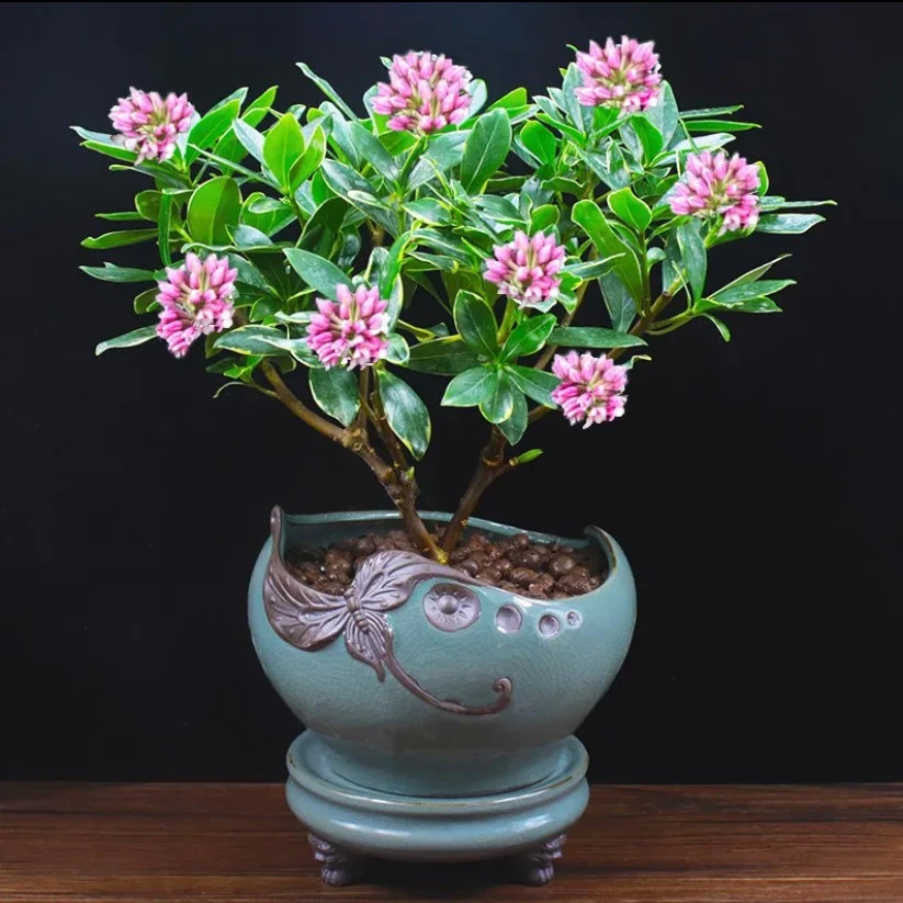 金边瑞香带花苞发货开花带香味的盆栽耐寒耐热好养的庭院花卉
