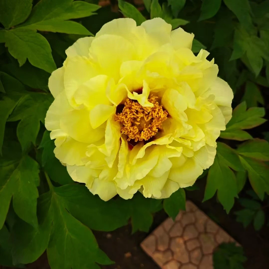 精品牡丹苗【皇冠】