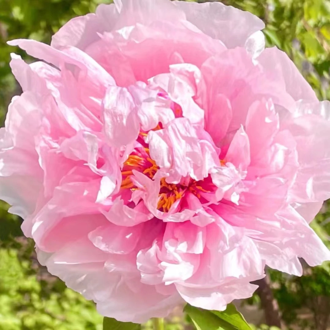 精品牡丹苗【雪映桃花】