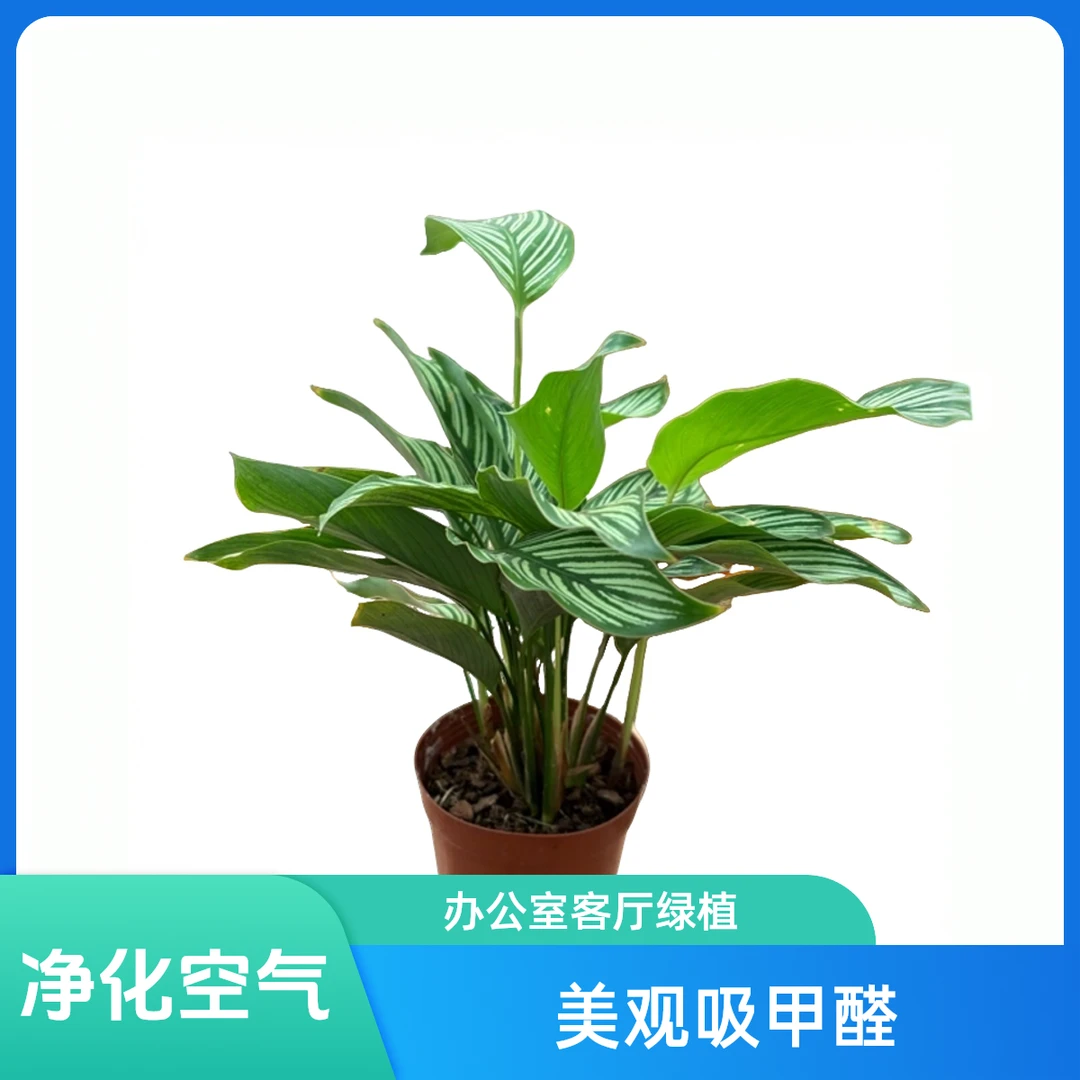 青纹竹芋原土原盆好养好看办公室客厅绿植商场养植产品
