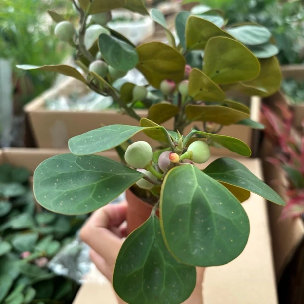 小盼菩提原土原盆