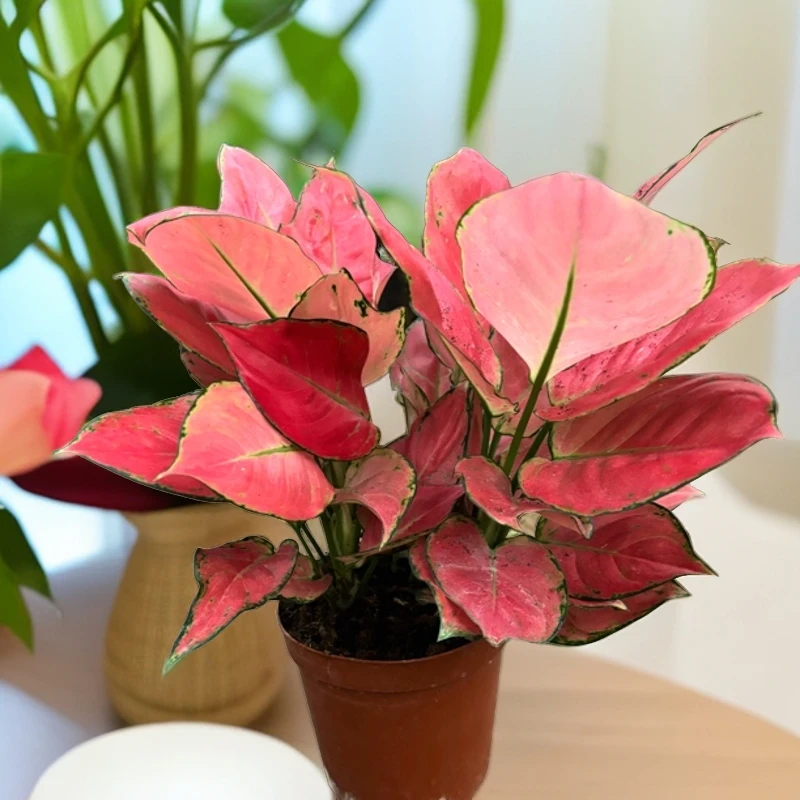 吉利红室内植物旺财好养绿植中国红万年红商场养植产品