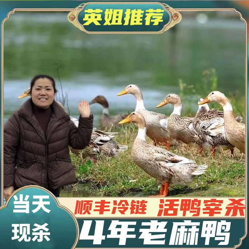 4年老鸭农家散养麻鸭新鲜宰杀鲜嫩美味精选顺丰保鲜配送肉质鲜美
