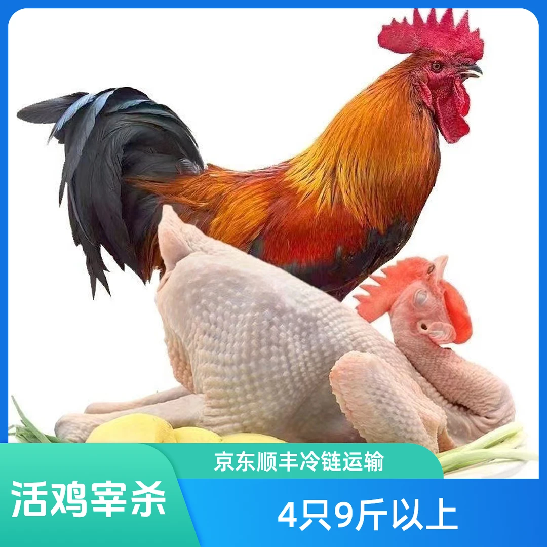 活鸡宰杀净重4只9斤以上农家散养大公鸡笨鸡京东冷链运输