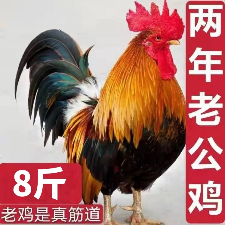 散养公鸡杀后净重8-13斤两年老公鸡笨公鸡京东冷链
