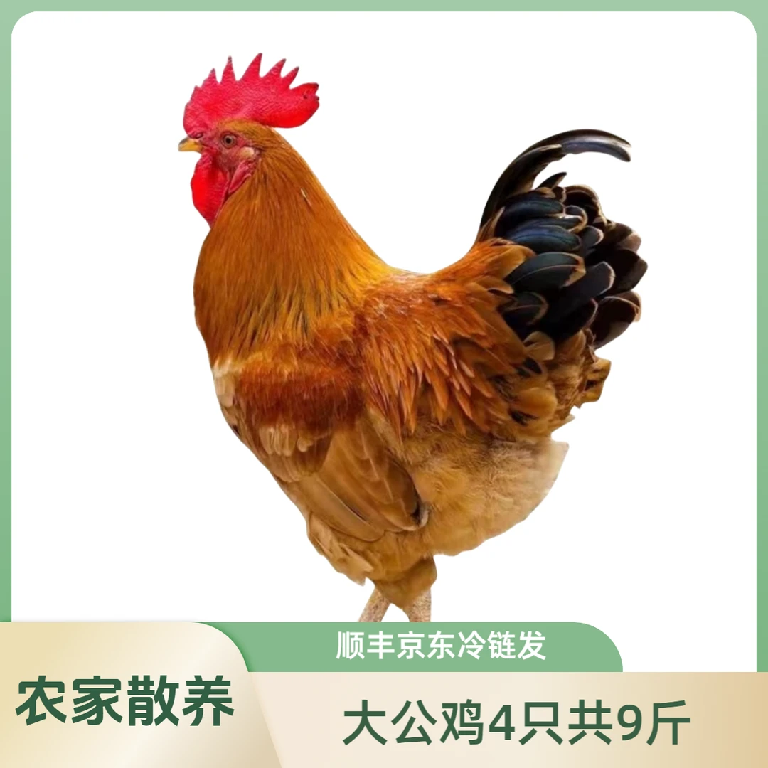 到手4只9斤以上正宗散养大公鸡土鸡笨鸡京东顺丰冷链