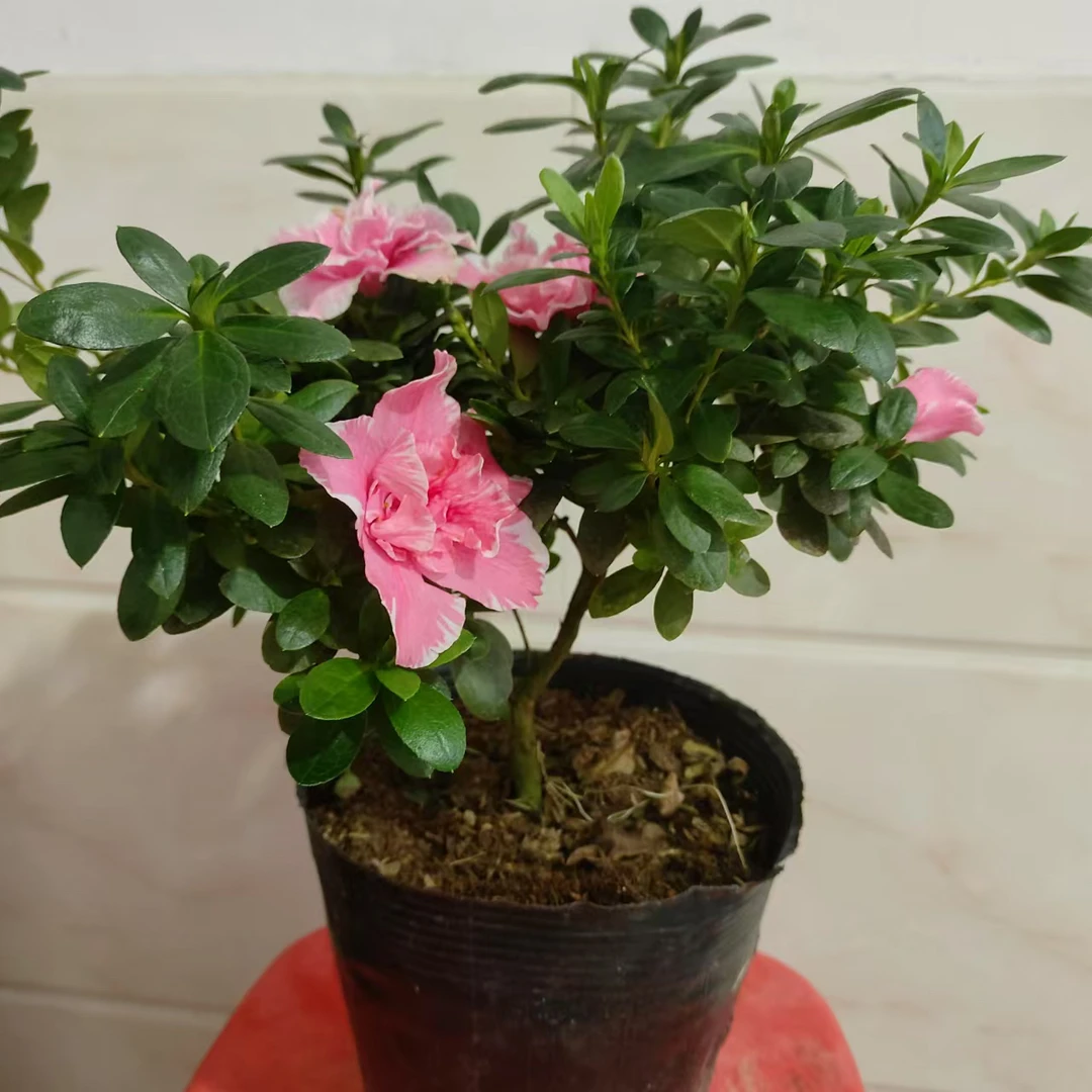 杜鹃花盆栽室内阳台好养四季开花绿植