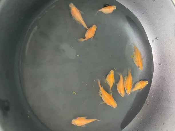 观赏鱼喜欢的宝贝可以关注我哦