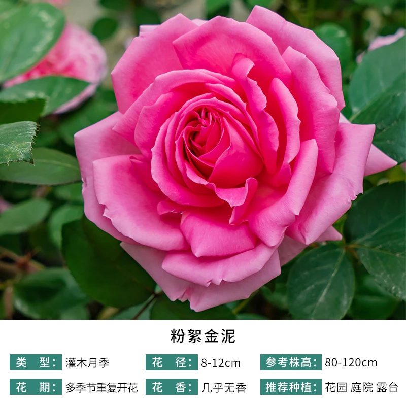 【新品】天狼月季 粉絮金泥 自育月季 丰花多季抗病大花灌木易栽种