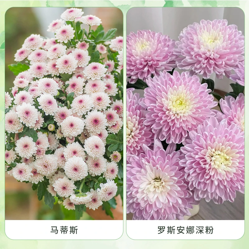 【双十一】天狼 菊花 马蒂斯 罗斯安娜深粉组合易养护花卉盆栽苗