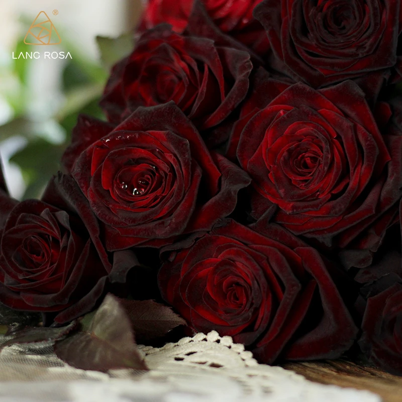 【春花进行曲】天狼 黑巴克 黑月季玫瑰盆栽多季节暗红色切花玫瑰