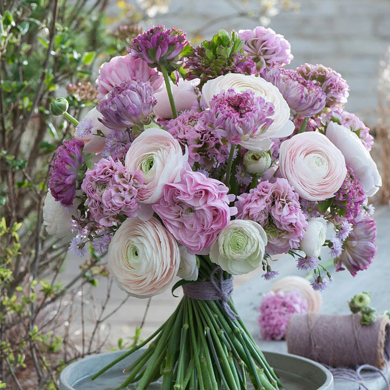 天狼 花毛茛 洋牡丹盆栽多年生易养洋牡丹庭院露台观赏性草本花卉