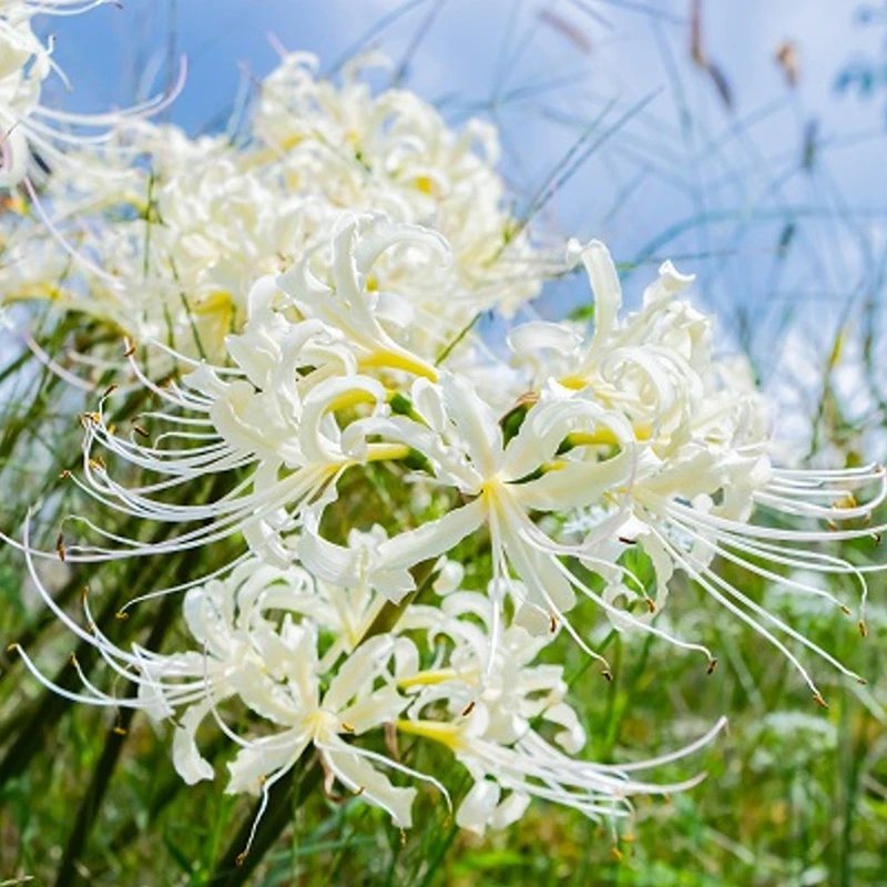 天狼 石蒜彼岸花种球 多年生庭院花园易管理球根花卉