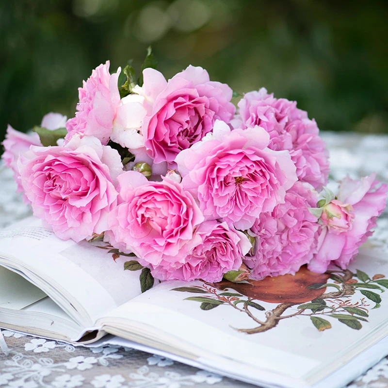 【双11提前购】凝脂 2.8升盆 自育多季大花杂交茶香月季