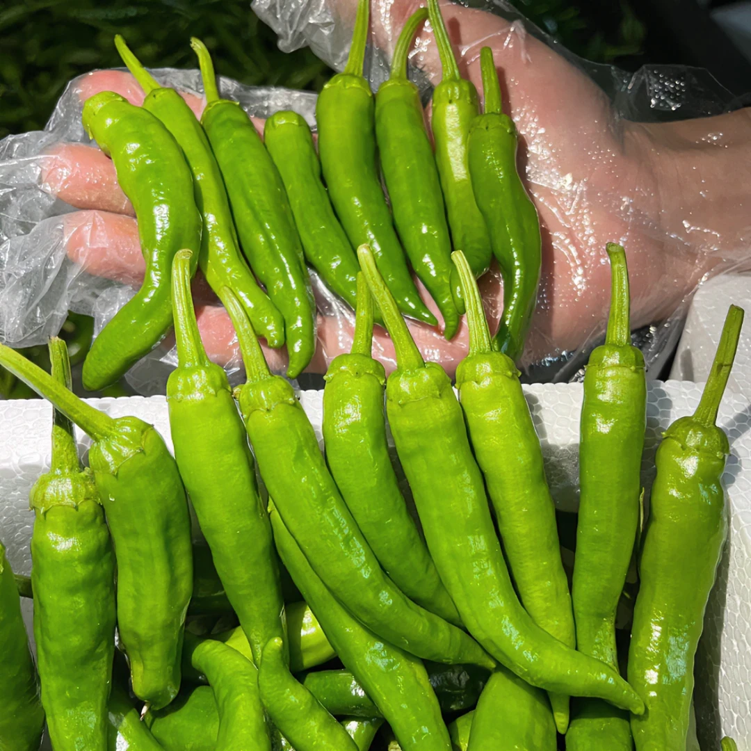 正宗湖南特产樟树辣椒现摘新鲜营养蔬菜薄皮辣椒青线椒樟树小辣椒