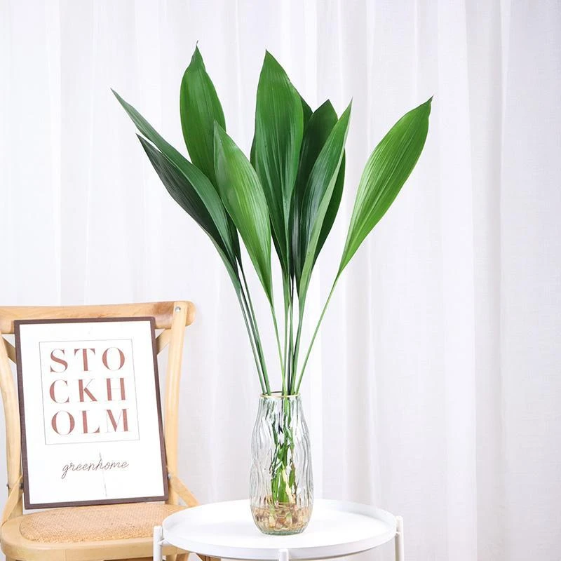 一叶兰四季长青观叶植物绿植耐阴耐冻好养护