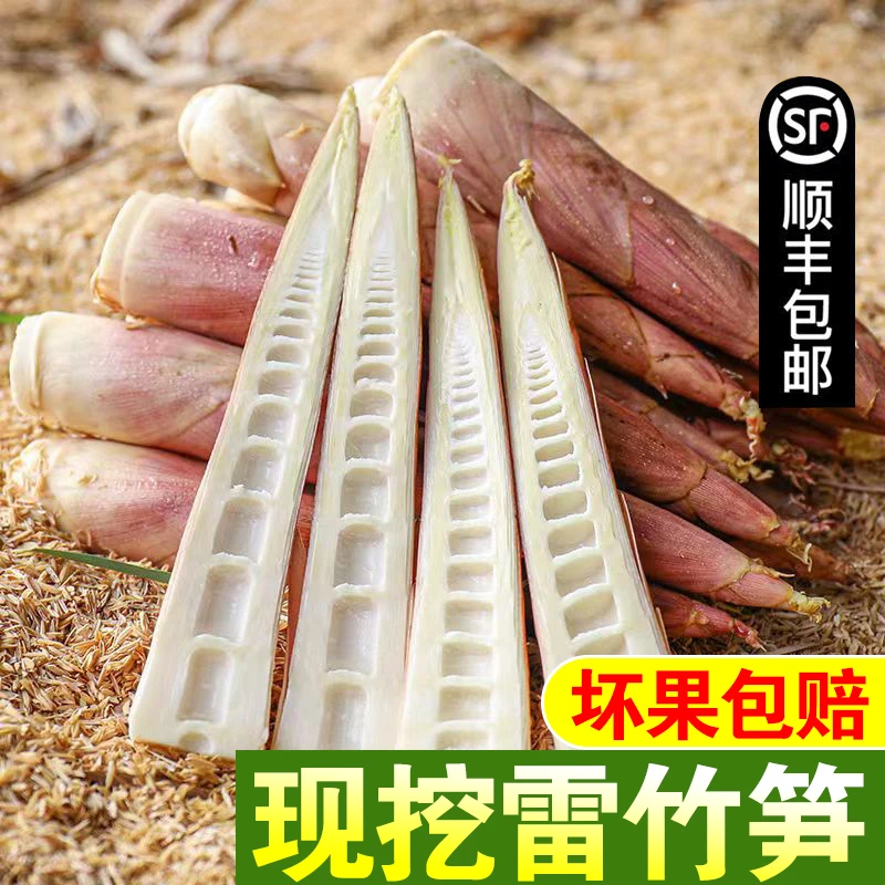 临安春笋天目山雷竹笋新鲜顺丰包邮冰袋保鲜3斤5斤