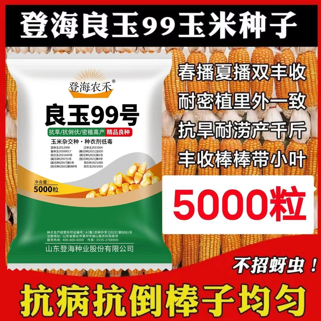 登海良玉99国审高产玉米种抗锈抗倒红轴