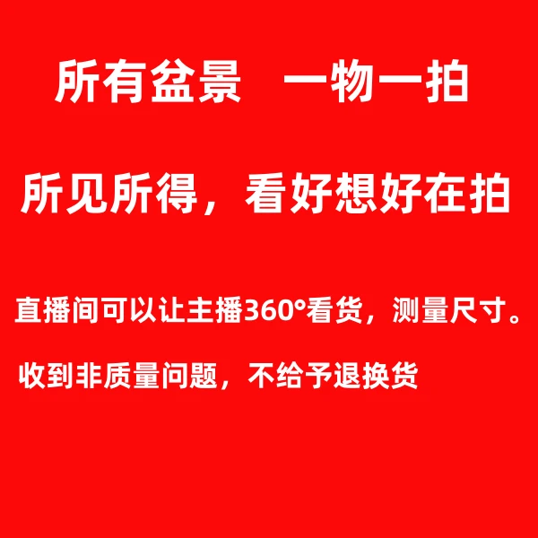 盆景专拍链接 直播截图为准 开花养护发货实物生长植株