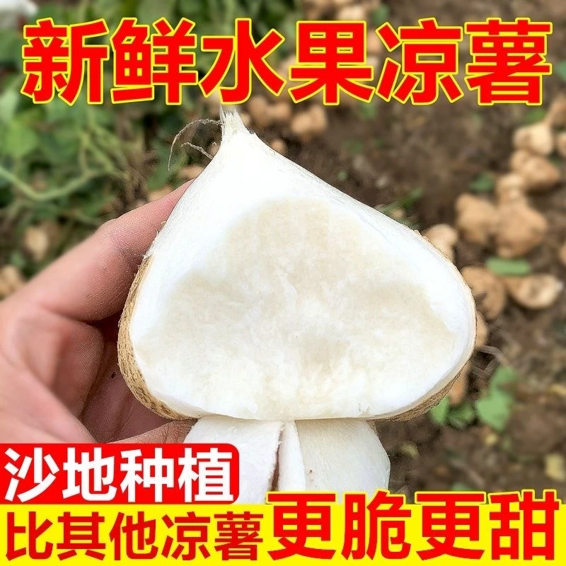 正宗凉薯广西地瓜沙地白地瓜3/5/9斤新鲜现挖脆甜沙葛鲜嫩