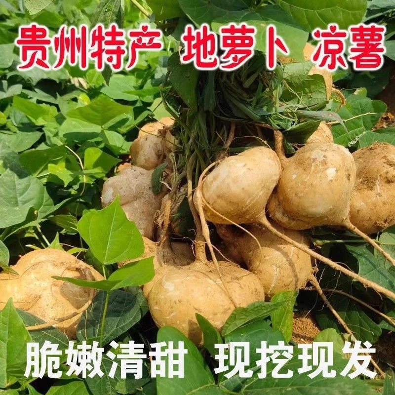 贵州安顺地萝卜凉薯地瓜3/5斤新鲜现挖脆甜鲜嫩美味生吃