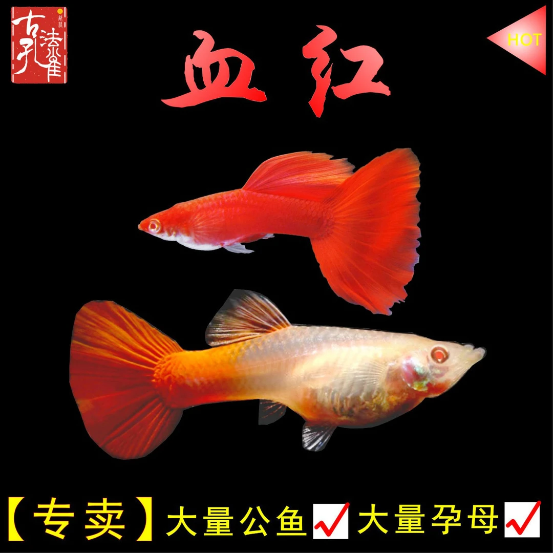 血红孔雀鱼孕母临产纯种热带观赏鱼美国全红孔雀鱼热带下崽狂魔鱼