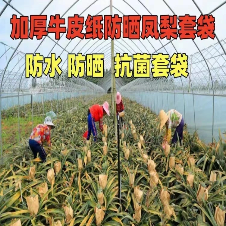 凤梨套袋专用袋黄梨纸袋加厚防晒菠萝果袋旺梨水果套袋防水保护袋