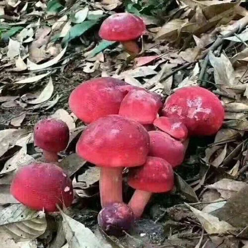正宗红菇菌种香菇小红蘑菇月子红姑椎菌种蘑菇种植包土培四季种子