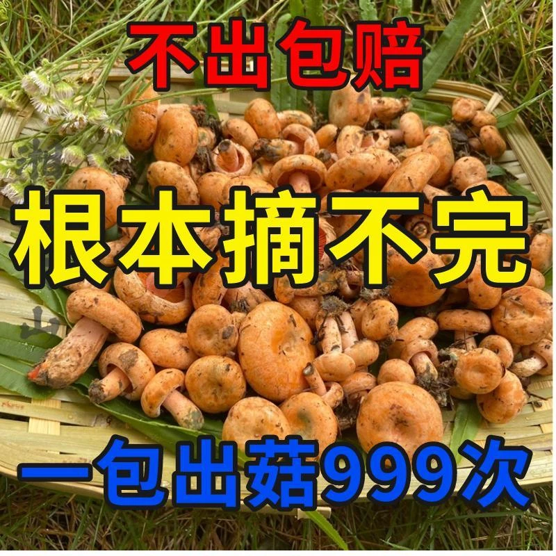 野生菌种松林乌枞菌包高产优质菌包菌种黄枞松树菌种易活人工种植