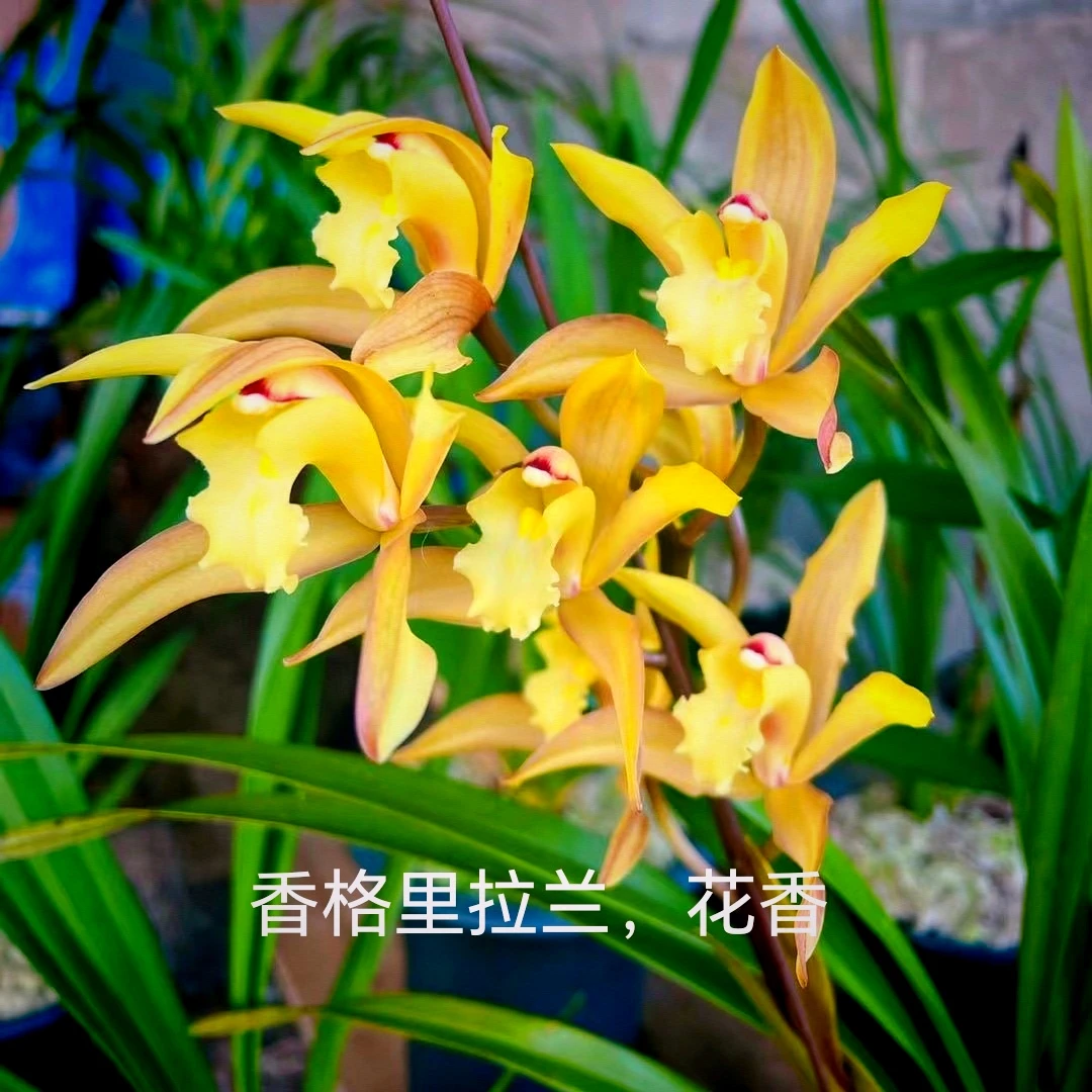 原生虎头兰——香格里拉兰/清香