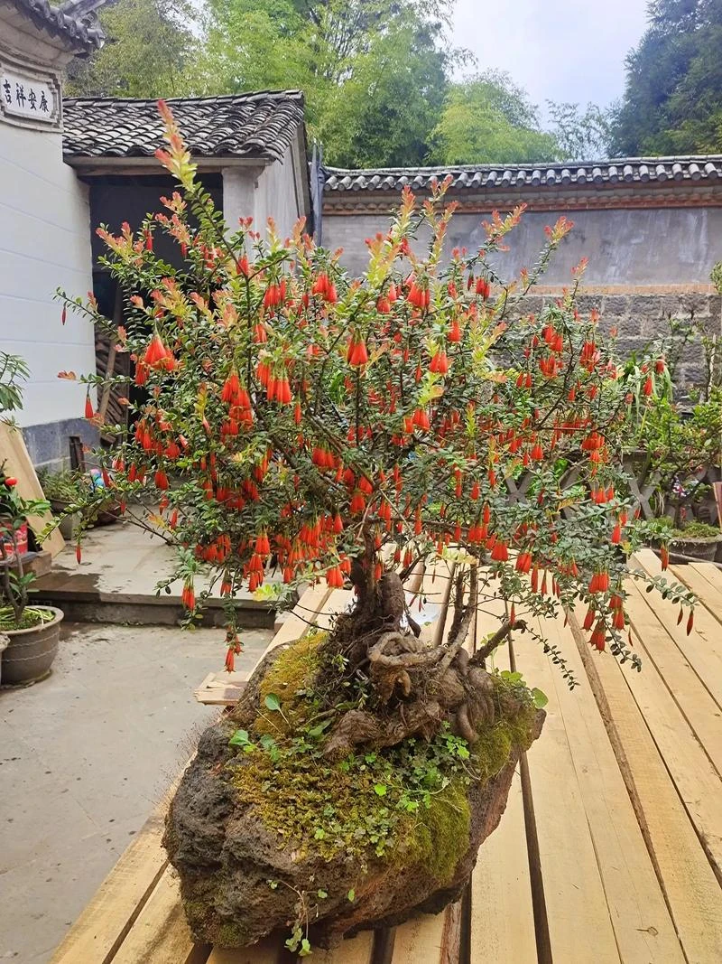 树萝卜(五翅梅，吊金钟)