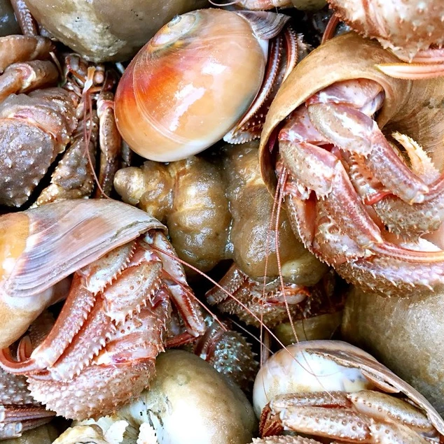 【赤小峰】鲜活~虾怪2斤（保鲜不保活）