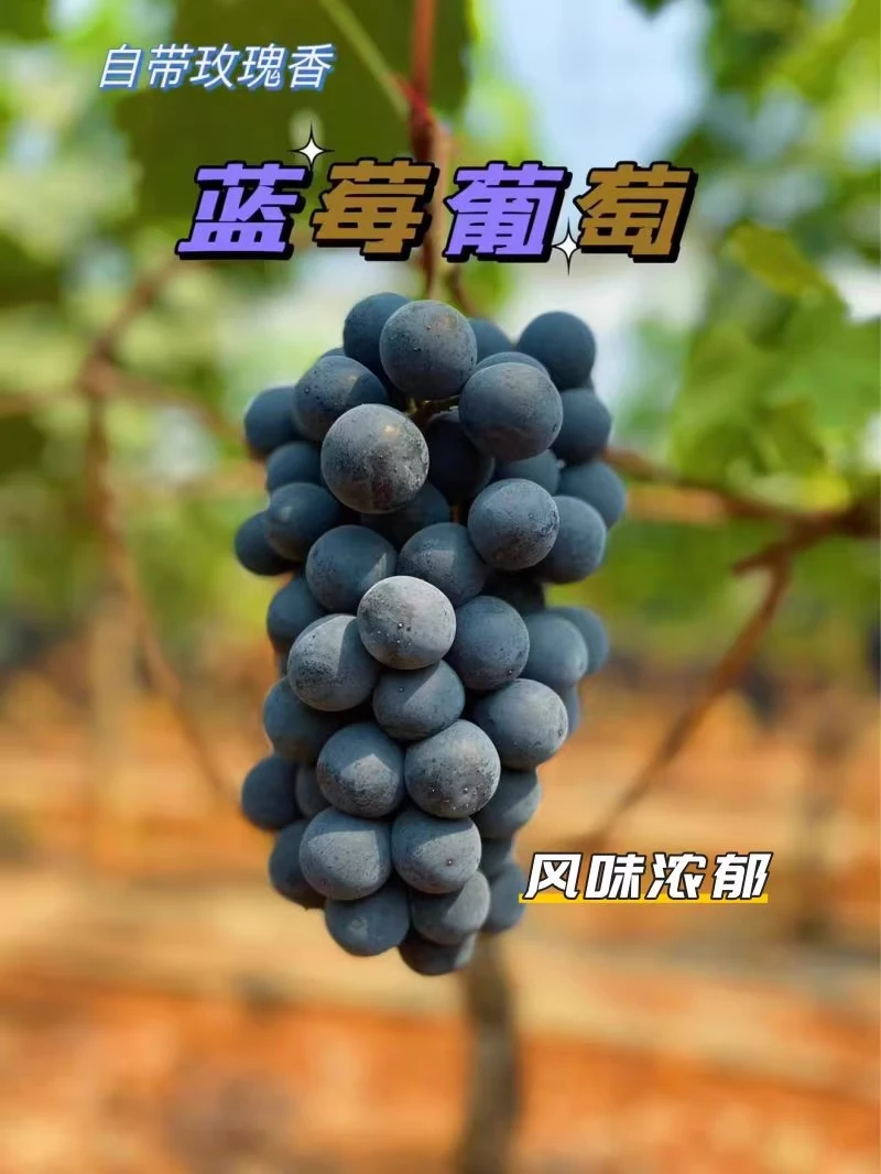 【果品甄选】正宗蓝莓葡萄新鲜软甜多汁当季水果3斤装葡萄同城送广东省
